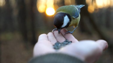 Small titmouse eating meal from arm of young girl against sunset at background. Little tomtit pecking food from a female hand at autumn. Woman feeding cute tit bird to sunflower seeds in forest.