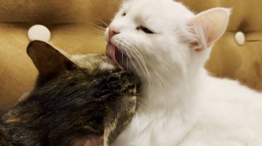 Güzel evcil kediler evde birbirlerini dilleriyle yalıyor. Evde kürkleriyle ilgilenen sevimli kediler. Aile kedisi birlikte dinleniyor. Sevimli hayvan kavramı.