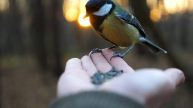 Small titmouse eating meal from arm of young girl against sunset at background. Little tomtit pecking food from a female hand at autumn. Woman feeding cute tit bird to sunflower seeds in forest.