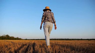 Alacakaranlıkta arpa tarlasında yürüyen hasır şapkalı yetişkin tarım uzmanı. Dişi çiftçi gün batımında buğday çayırından geçiyor. Güzel manzara manzarası. Tarım sektörü kavramı. Yavaş çekim