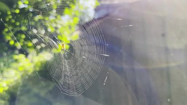 Örümcekağı bahçede rüzgarda sallanıyor ve arka planda güneş ışığı var. Örümcek açık havada bir örümcek ağı inşa eder. Yaz gününde güzel bir doğa sahnesi. Vahşi yaşam kavramı. Yavaş çekim