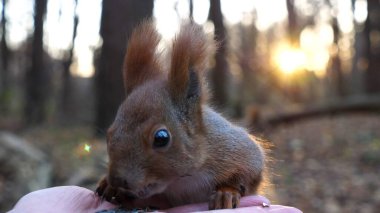 Şirin kemirgen ormanda genç bir kızın elinden yemek yiyor. Vahşi kabarık sincap dişi kolundan ayçiçeği tohumlarını alıp kemiriyor. Arkaplanda gün batımına karşı aç küçük bir Sciurus besleyen kadın..