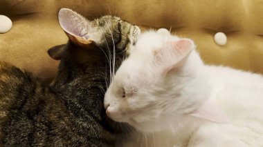 Güzel evcil kediler evde birbirlerini dilleriyle yalıyor. Evde kürkleriyle ilgilenen sevimli kediler. Aile kedisi birlikte dinleniyor. Sevimli hayvan kavramı.