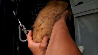 Gönüllü bir erkek, yavru köpeği küçük bir kamyonla bir taşıyıcıya koyuyor. Kurtarma ekipleri Ukrayna 'daki bir cephe şehrinden hayvanları kurtarıyor. Kibar insanlar evsizleri tahliye edip güvenli bir yere götürüyorlar..