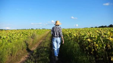 Dişi çiftçi sarı çayır yakınlarındaki yoldan geçiyor ve bitkileri keşfediyor. Hasır şapkalı yetişkin tarım uzmanı tarlada yürüyor ve olgun ayçiçeklerini inceliyor. Tarım sektörü kavramı.