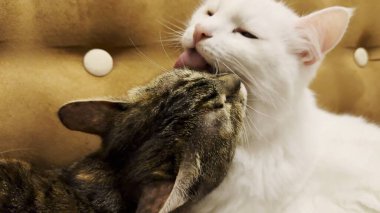 Güzel evcil kediler evde birbirlerini dilleriyle yalıyor. Evde kürkleriyle ilgilenen sevimli kediler. Aile kedisi birlikte dinleniyor. Sevimli hayvan kavramı.