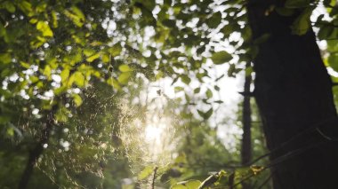 Örümcekağı rüzgarda sallanıyor ve arka planda güneş ışığı var. Örümcek ormanda bir örümcek ağı inşa eder. Yaz parkında gün batımında güzel bir manzara. Doğa kavramı vahşi yaşam.