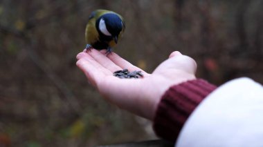 Woman feeding cute tit bird to sunflower seeds in forest. Small titmouse eating meal from arm of young girl outdoor. Beautiful tomtit pecking food from a female hand at autumn. Close up Slow mo
