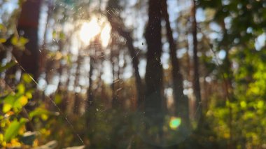 Örümcekağı ormanda rüzgarda sallanıyor ve arka planda güneş ışığı var. Örümcek ormanlık alanda bir örümcek ağı inşa eder. Yaz parkında gün batımında güzel bir doğa sahnesi. Vahşi yaşam kavramı. Yavaş çekim
