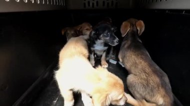 Minik şirin köpek yavruları kamyonda taşıyıcıda oturuyorlar. Kurtarma ekipleri Ukrayna 'daki bir cephe şehrinden hayvanları tahliye ediyor. Kibar insanlar evsizlerin hayvanlarını kurtarıp güvenli bir yere götürüyorlar. Yavaş çekim