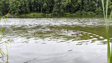 Yaz günü gölde yüzen ördek yavrularıyla Mallard. Gölde yüzen yavrularla ana ördek. Kuşlar doğal ortamında yaşar. Hayvan yaban hayatı kavramı. Kapat.