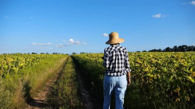 Dişi çiftçi sarı çayır yakınlarındaki yoldan geçiyor ve bitkileri keşfediyor. Hasır şapkalı yetişkin tarım uzmanı tarlada yürüyor ve olgun ayçiçeklerini inceliyor. Tarım sektörü kavramı.