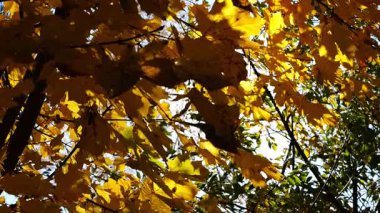 Sarı akçaağaç dalları üzerinde yapraklar güneşli bir günde rüzgarda hafifçe sallanıyor. Bereketli sonbahar portakal yaprakları ormanda rüzgarda savruluyor. Güzel renkli sonbahar sezonu. Yavaşla.