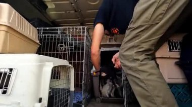 Gönüllü bir erkek, yavru köpeği küçük bir kamyonla bir taşıyıcıya koyuyor. Kurtarma ekipleri Ukrayna 'daki bir cephe şehrinden hayvanları kurtarıyor. Kibar insanlar evsizleri tahliye edip güvenli bir yere götürüyorlar..