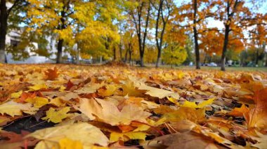 Güneşli bir günde yerdeki altın yapraklarla kaplı boş parkın manzarası. Sarı akçaağaç yaprakları sonbahar parkında çimlerde yatıyor. Güzel renkli sonbahar sezonu. Düşük görünüm Yavaş çekim