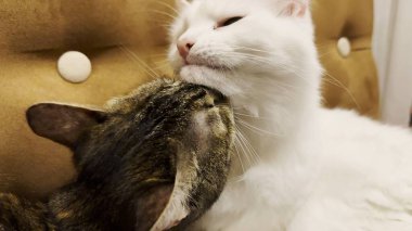 Güzel evcil kediler evde birbirlerini dilleriyle yalıyor. Evde kürkleriyle ilgilenen sevimli kediler. Aile kedisi birlikte dinleniyor. Sevimli hayvan kavramı.