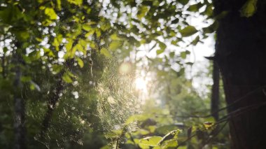 Örümcekağı rüzgarda sallanıyor ve arka planda güneş ışığı var. Örümcek ormanda bir örümcek ağı inşa eder. Yaz parkında gün batımında güzel bir manzara. Doğa kavramı vahşi yaşam.