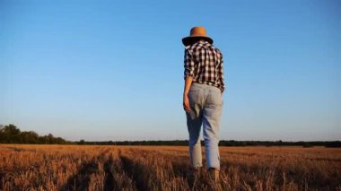 Alacakaranlıkta arpa tarlasında yürüyen hasır şapkalı yetişkin tarım uzmanı. Dişi çiftçi gün batımında buğday çayırından geçiyor. Güzel manzara manzarası. Tarım sektörü kavramı. Yavaş çekim