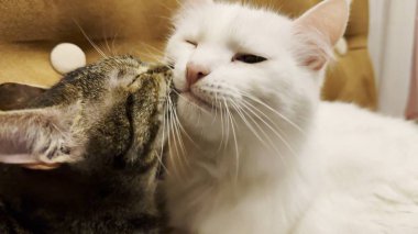 Güzel evcil kediler evde birbirlerini dilleriyle yalıyor. Evde kürkleriyle ilgilenen sevimli kediler. Aile kedisi birlikte dinleniyor. Sevimli hayvan kavramı.