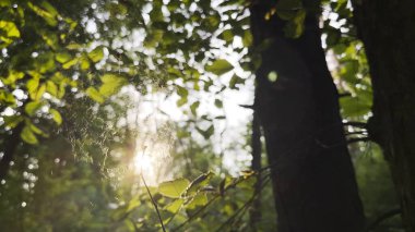 Örümcekağı rüzgarda sallanıyor ve arka planda güneş ışığı var. Örümcek ormanda bir örümcek ağı inşa eder. Yaz parkında gün batımında güzel bir manzara. Doğa kavramı vahşi yaşam.