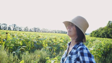 Dişi tarımcı, sarı çayır bitkilerini keşfediyor. Yetişkin çiftçi güneşli bir günde tarlada olgun ayçiçeklerini inceliyor. Güzel manzara manzarası. Tarım ve tarım sektörü kavramı. Yakın çekim.