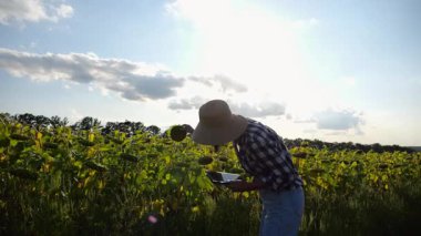 Dişi tarımcı, sarı çayır bitkilerini keşfediyor. Yetişkin çiftçi güneşli bir günde tarlada olgun ayçiçeklerini inceliyor. Güzel manzara manzarası. Tarım ve tarım sektörü kavramı. Yakın çekim.