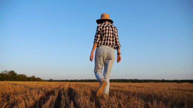 Alacakaranlıkta arpa tarlasında yürüyen hasır şapkalı yetişkin tarım uzmanı. Dişi çiftçi gün batımında buğday çayırından geçiyor. Güzel manzara manzarası. Tarım sektörü kavramı. Yavaş çekim