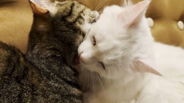 Güzel evcil kediler evde birbirlerini dilleriyle yalıyor. Evde kürkleriyle ilgilenen sevimli kediler. Aile kedisi birlikte dinleniyor. Sevimli hayvan kavramı.
