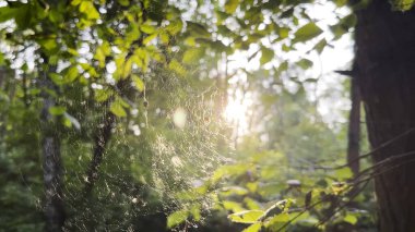 Örümcekağı rüzgarda sallanıyor ve arka planda güneş ışığı var. Örümcek ormanda bir örümcek ağı inşa eder. Yaz parkında gün batımında güzel bir manzara. Doğa kavramı vahşi yaşam.