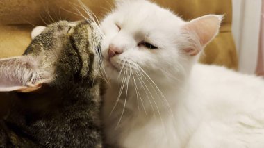 Güzel evcil kediler evde birbirlerini dilleriyle yalıyor. Evde kürkleriyle ilgilenen sevimli kediler. Aile kedisi birlikte dinleniyor. Sevimli hayvan kavramı.