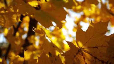 Güneşli sonbahar gününde huş ağacının tepesine kahverengi yapraklarla bakın. Yeşillik dalları Parkland 'da rüzgarda hafifçe sallanıyor. Güzel renkli sonbahar sezonu. Yavaş çekim