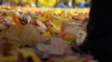 Parkland 'da düşen akçaağaç yaprakları üzerinde yürüyen çizmeli kadın ayak manzarası. Parkta sarı yapraklara basan genç kadın bacakları. Sonbahar güneşli bir günde Parkland 'da yürüyen bir kız. Yavaş çekim