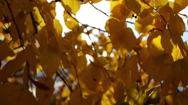 Huş ağacının altın dalları rüzgarda hafifçe sallanıyor ve arka planda parlak güneş ışığı var. Parkland 'da sonbahar sarısı yapraklar rüzgarda savruluyor. Güzel renkli sonbahar sezonu. Yavaş çekim