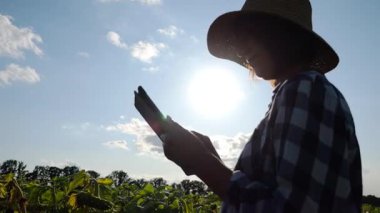 Güneşli bir günde ayçiçeği çayırında dijital tablet kullanan dişi tarım uzmanı. Yetişkin çiftçi gün batımında sarı çiçek tarlasında hasat izliyor. Güzel manzara manzarası. Tarım sektörü kavramı.