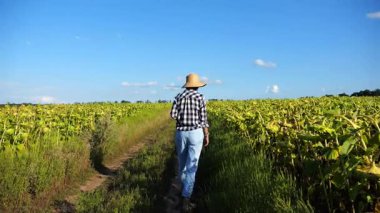 Dişi çiftçi sarı çayır yakınlarındaki yoldan geçiyor ve bitkileri keşfediyor. Hasır şapkalı yetişkin tarım uzmanı tarlada yürüyor ve olgun ayçiçeklerini inceliyor. Tarım sektörü kavramı.