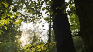 Örümcekağı rüzgarda sallanıyor ve arka planda güneş ışığı var. Örümcek ormanda bir örümcek ağı inşa eder. Yaz parkında gün batımında güzel bir manzara. Doğa kavramı vahşi yaşam.