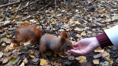 Vahşi şirin sincap ormanda kadın kolundan fındık kokluyor. Genç bir kızın elinden yiyeceği çeken tuhaf tüylü kemirgen. Sonbahar parkında küçük Sciurus 'u cevizlerle besleyen bir kadın. Yavaş çekim