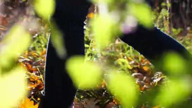 Düşük görüşlü, kadın ayaklı, kurumuş yaprakların üzerinde iz süren. Genç bayanın bacakları dışarı doğru adım atıyor. Güneşli bir sonbahar gününde doğada yürüyen bir kız. Yavaş çekim