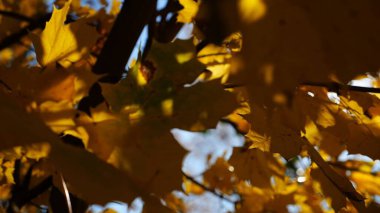 Güneşli sonbahar gününde huş ağacının tepesine kahverengi yapraklarla bakın. Yeşillik dalları Parkland 'da rüzgarda hafifçe sallanıyor. Güzel renkli sonbahar sezonu. Yavaş çekim