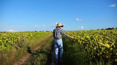 Dişi tarımcı, sarı çayır bitkilerini keşfediyor. Yetişkin çiftçi güneşli bir günde tarlada olgun ayçiçeklerini inceliyor. Güzel manzara manzarası. Tarım ve tarım sektörü kavramı. Yakın çekim.
