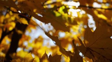 Yellow maple leaves on tree branches gently swaying in wind with sunlight at background. Lush autumn golden foliage swinging on the breeze at forest. Beautiful colorful fall season. Slow mo
