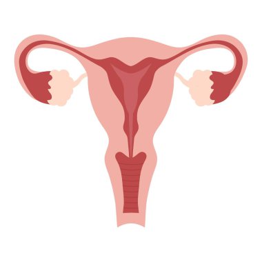Dişi üreme sistemi. İnsan anatomisi. Rahim ve rahim tüpleri. Vektör diyagramı. Tıp bilimi eğitimsel illüstrasyon