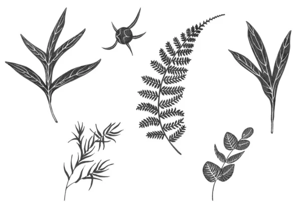 Gráfico Isolado Desenho Preto Folhas Peônia Eucalipto Salgueiro Samambaia Broto — Fotografia de Stock