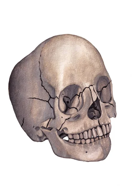 白い背景に人間の頭蓋骨の孤立した水彩画 — ストック写真