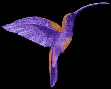 Siyah bir arka planda, pembe kuyruklu ve turuncu tüylü mor bir sinekkuşunun suluboya çizimi..