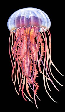 El çizimi suluboya izole edilmiş turuncu mor denizanası mavi gövdeli (kubbe) siyah arka planda