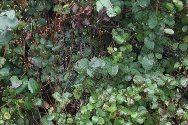 Yeşil yapraklı bir çalılığın dalları arasında çiğ damlalarıyla kaplı bir örümcek ağı.