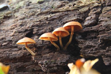 Four small orange-brown mushrooms growing on the wood of a dead tree clipart