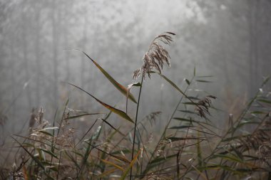 Reed sisli bir sonbahar ormanının arka planında