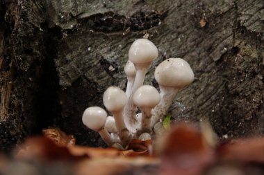 Parlak beyaz mantarlar ağacın kabuğunda dökülen yapraklarda yetişir.